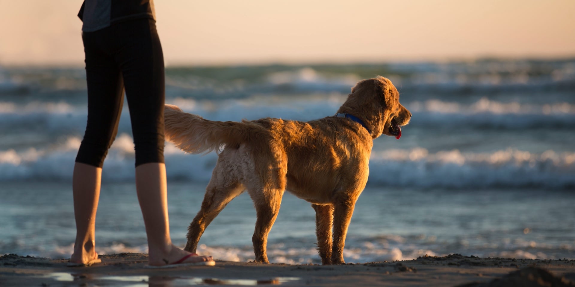 Dogs and animal beach Yyteri